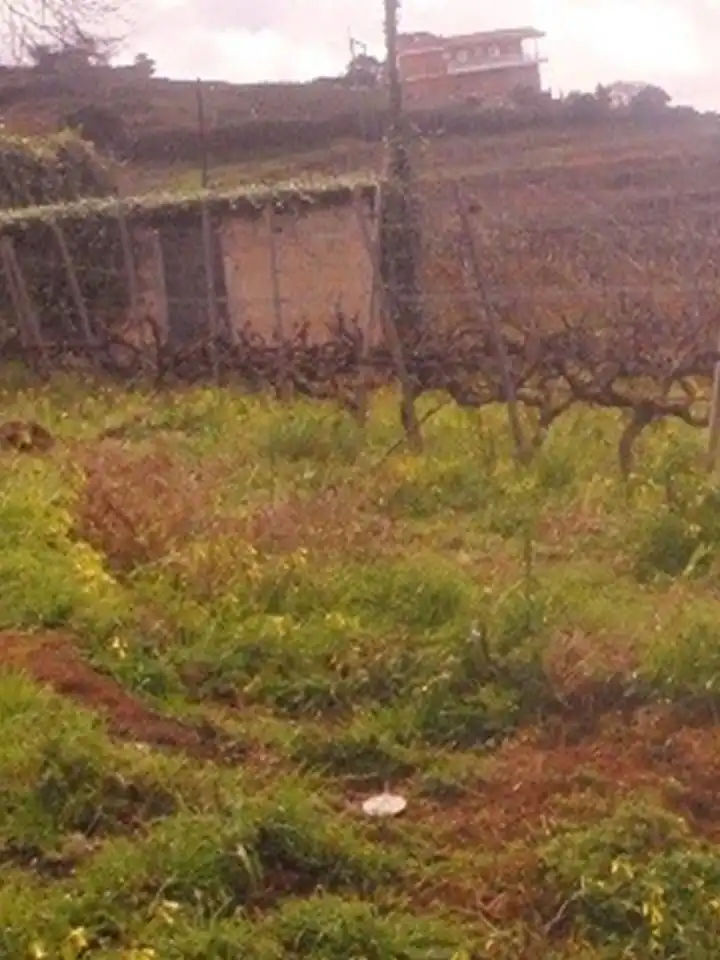 Finca rústica en venda en Tacoronte amb Jardí privat i Traster