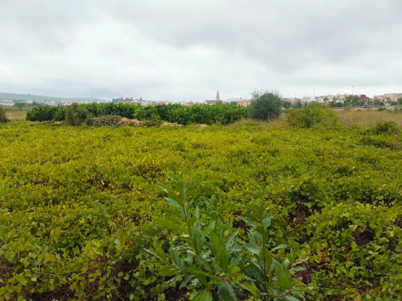 Terreny rústic en venda a L'Alcúdia de Crespins, imagen 6