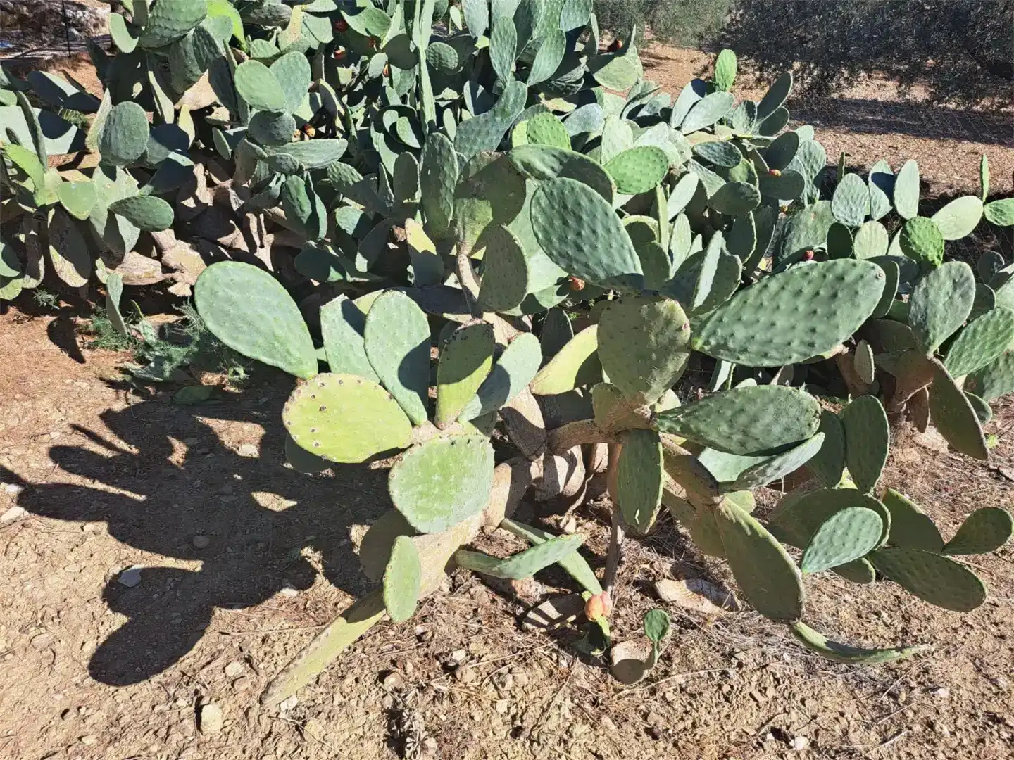 Jardí de Casa o xalet en venda en Alfarnatejo