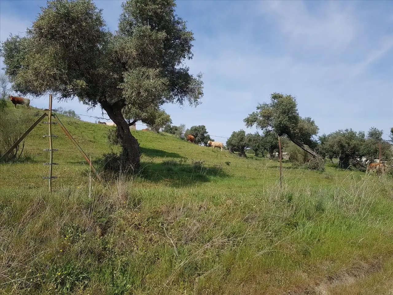 Wohnbaugrundstück zum Verkauf in A3, s.n, imagen 5