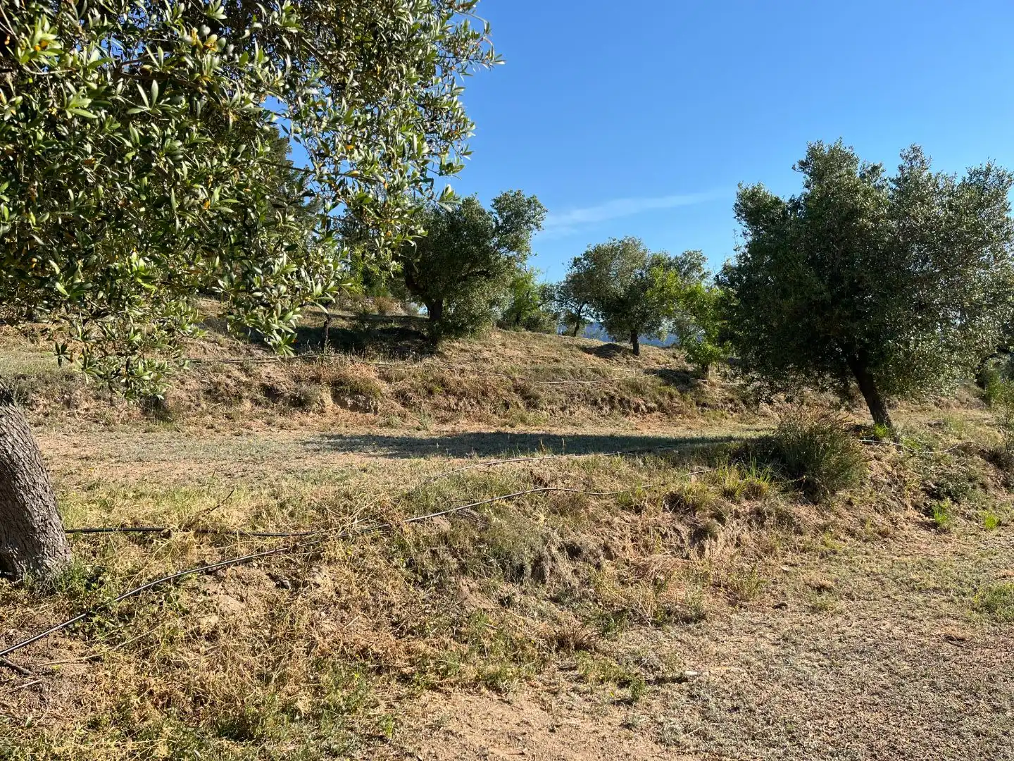 Rural land for sale in Carrer dels Jocs Olímpics 1, imagen 10
