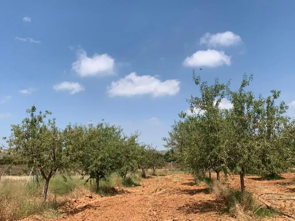 Terreny rústic en venda a Pedanías Oeste