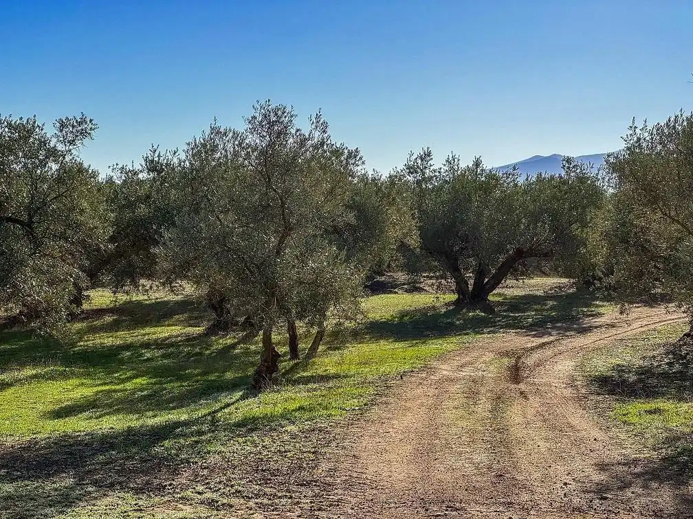 Terreny rústic en venda a CORTIJO DE MORA Y MARAÑON, imagen 11