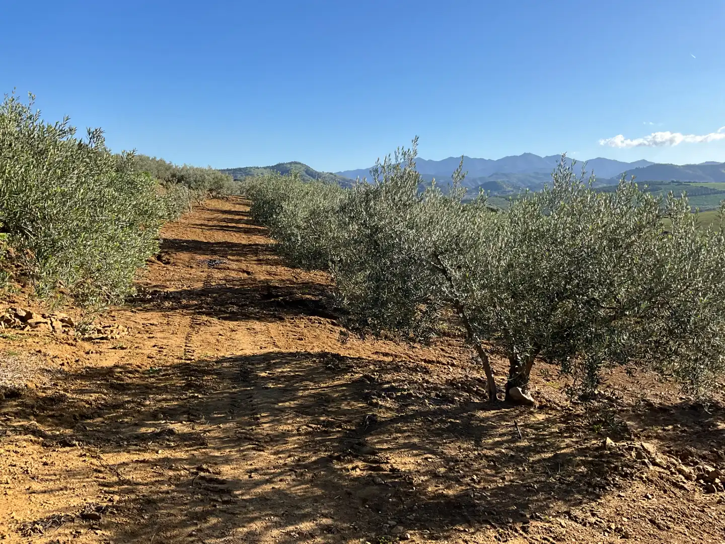 Terreno en venta en Alozaina