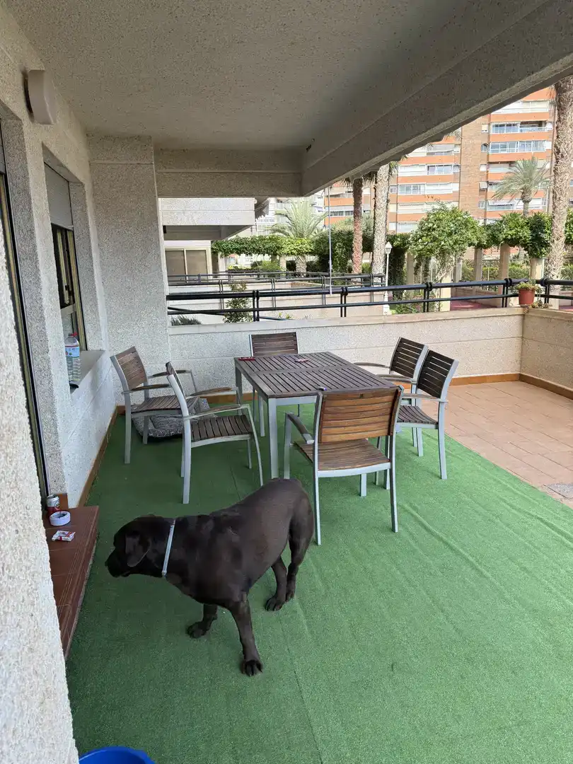 Terrasse von Wohnung zur Miete in Campello Playa