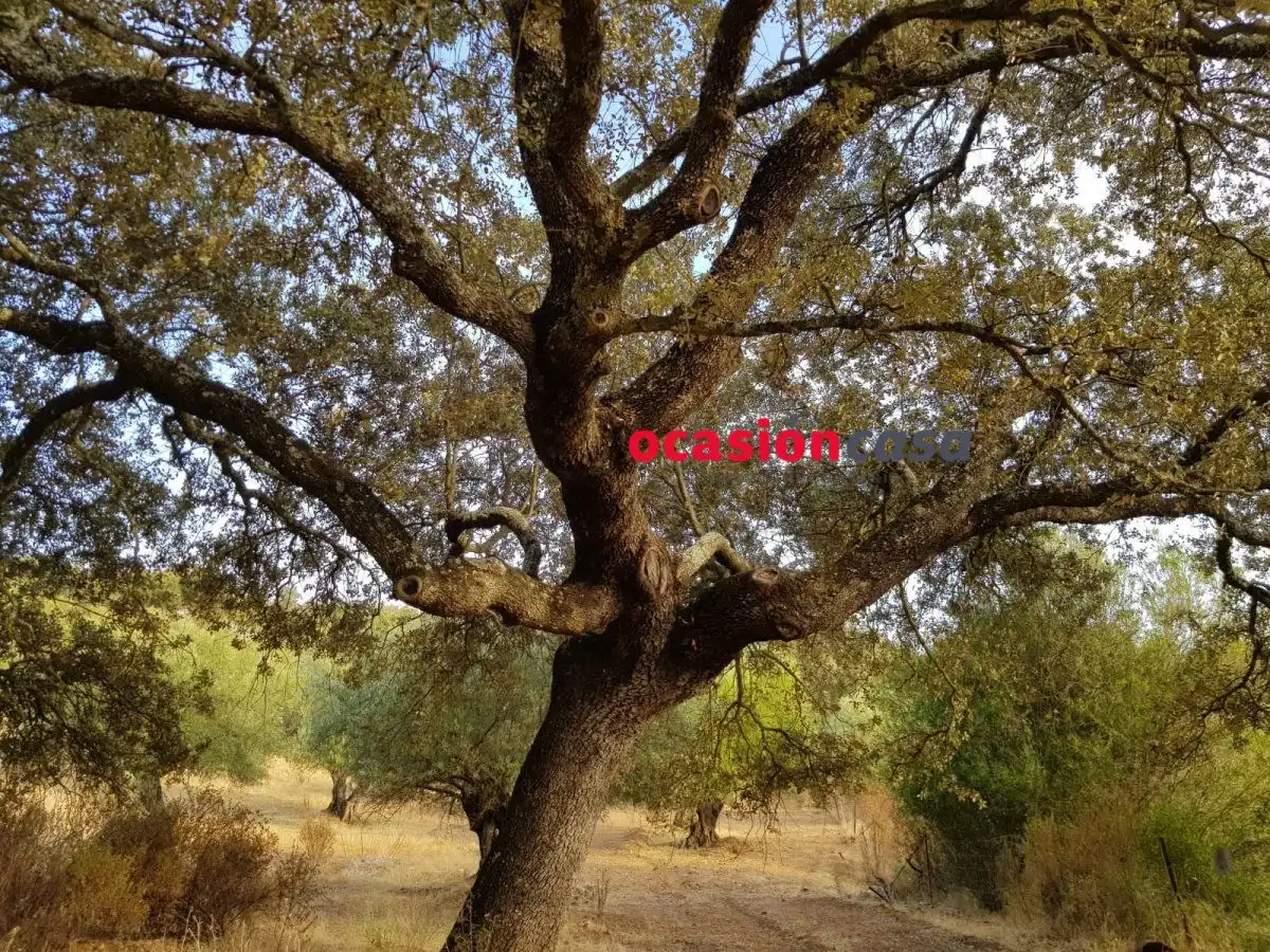 Vista exterior de Finca rústica en venta en Espiel con Piscina y Amueblado