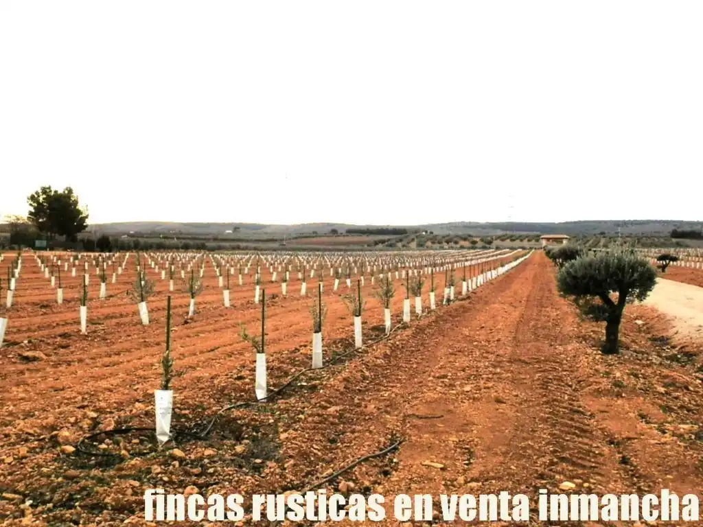 Rural land for sale in Valdepeñas, imagen 13