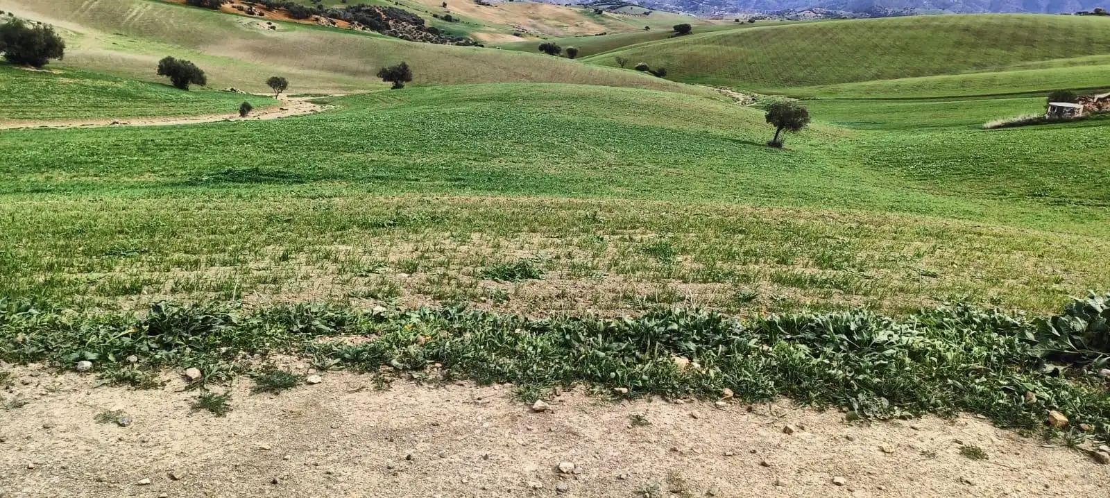 Rustikales Grundstück zum Verkauf in Villanueva de la Concepción, imagen 5