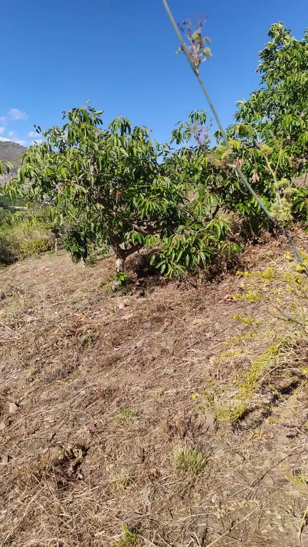 Rural land for sale in Frigiliana, imagen 10