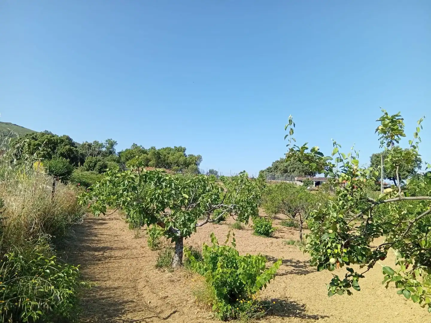 Land for sale in Villanueva de la Sierra