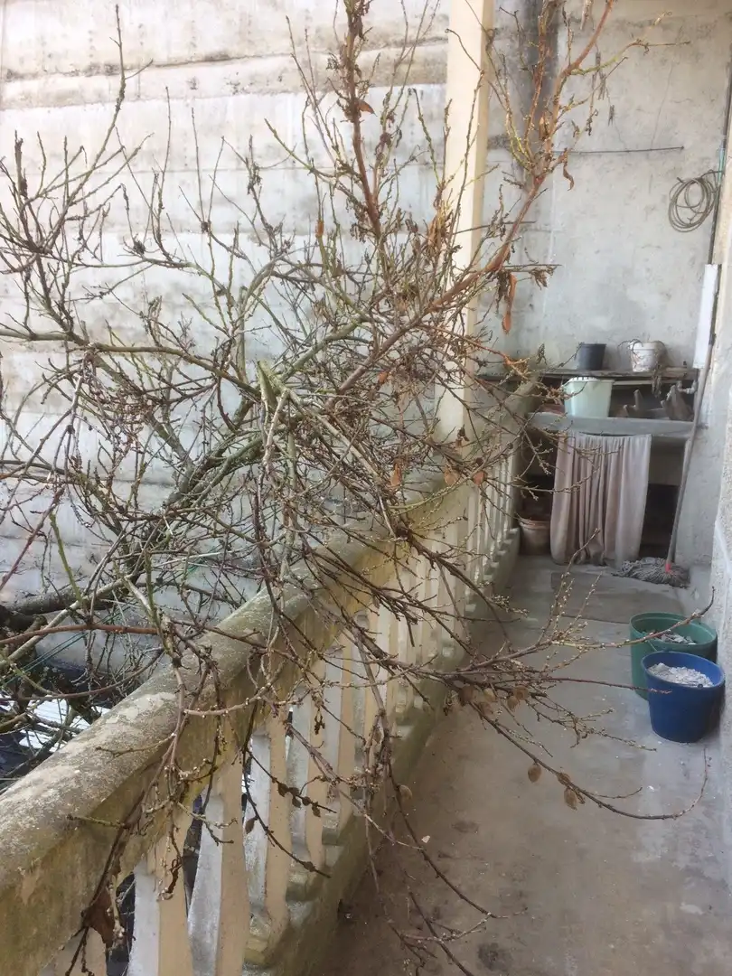 Maison avec terrasse à vendre à Rúa Curros Enríquez, imagen 4