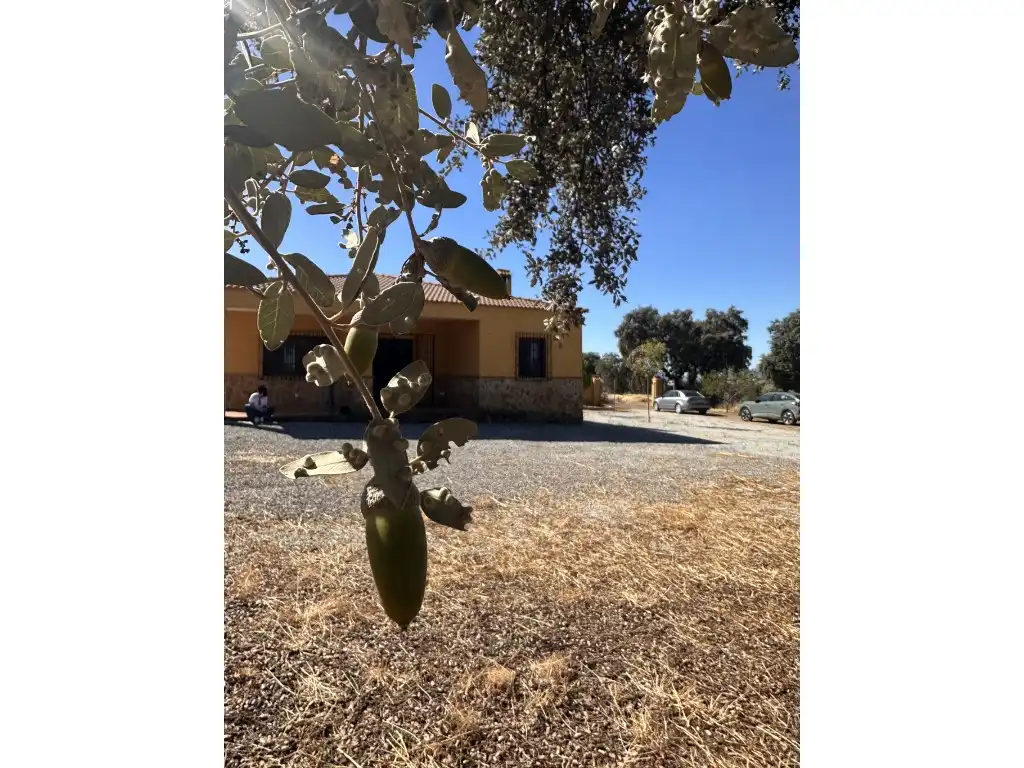 Garden of Country homes for sale in Zarza-Capilla, Badajoz