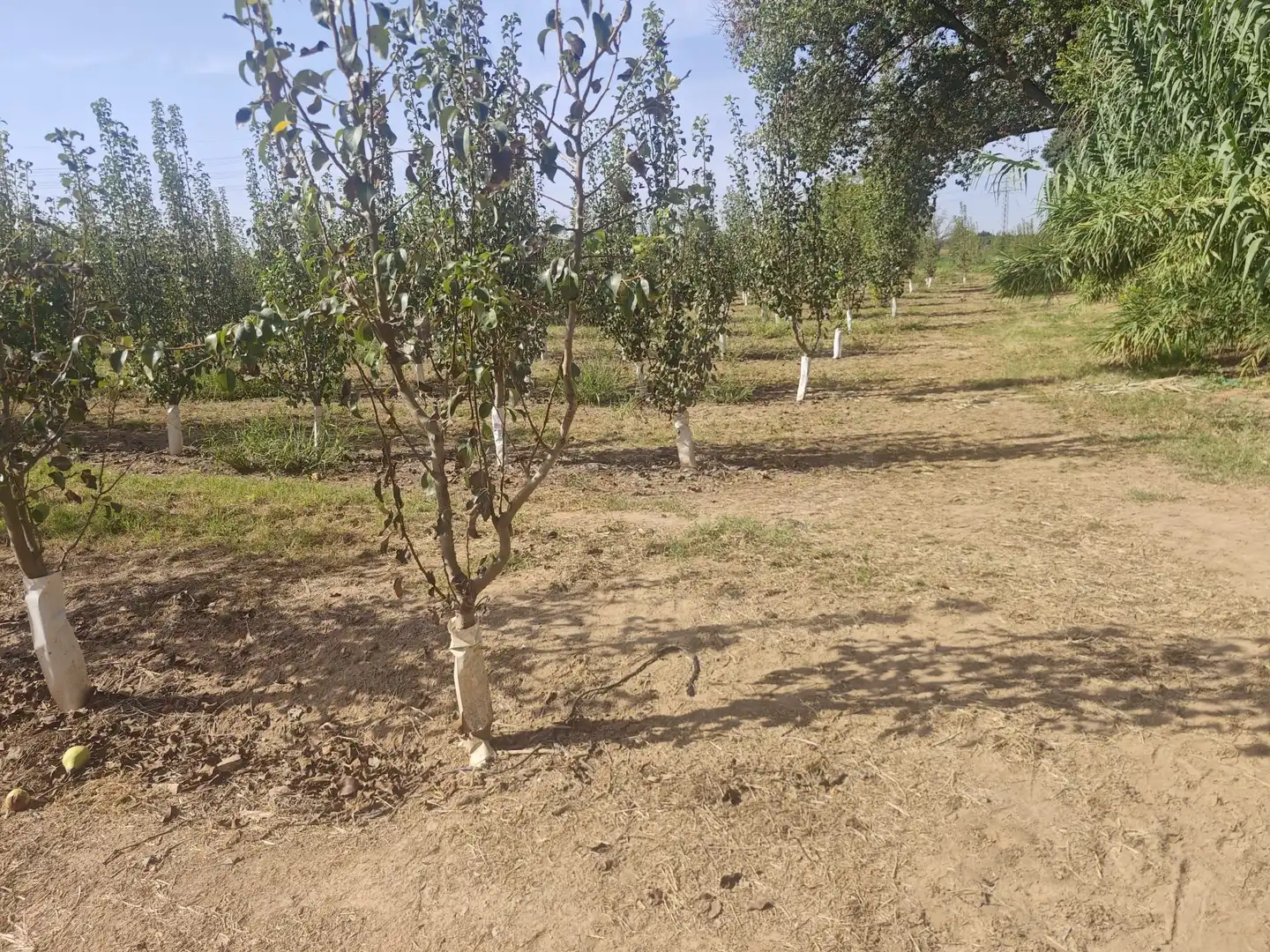 Land for sale in Albatàrrec