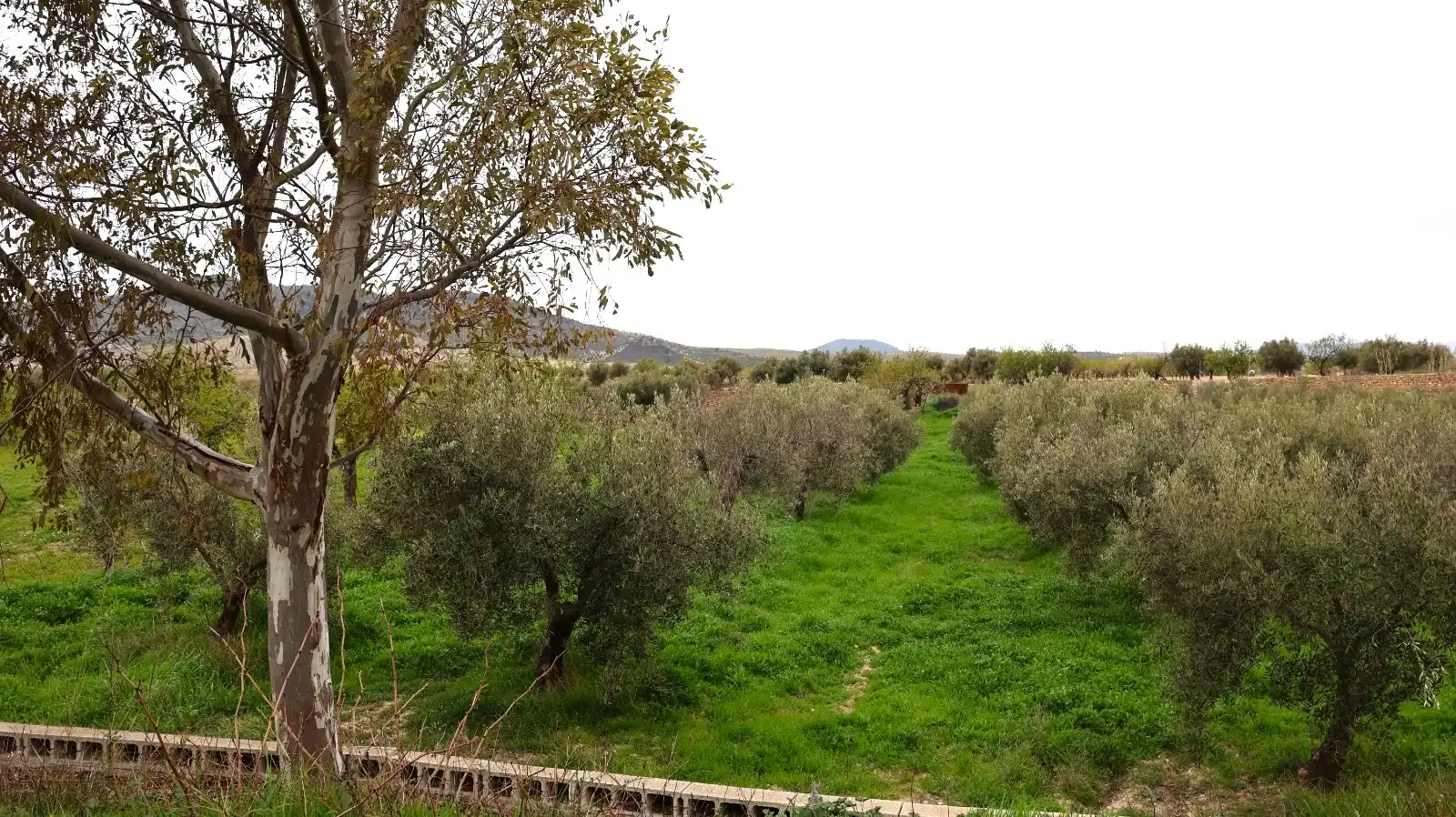 House for sale in Oria, imagen 41