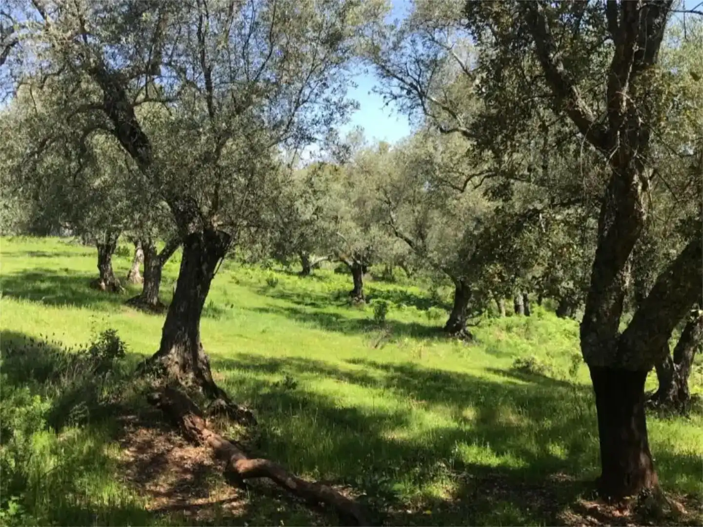 Terreno en venta en Calera de León