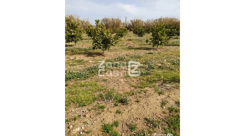 Finca Rustica  Venta Algemesí