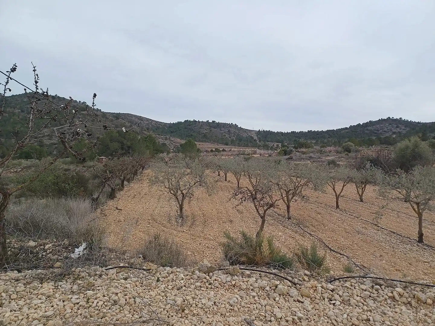 Terreny rústic en venda a La Romana, imagen 3