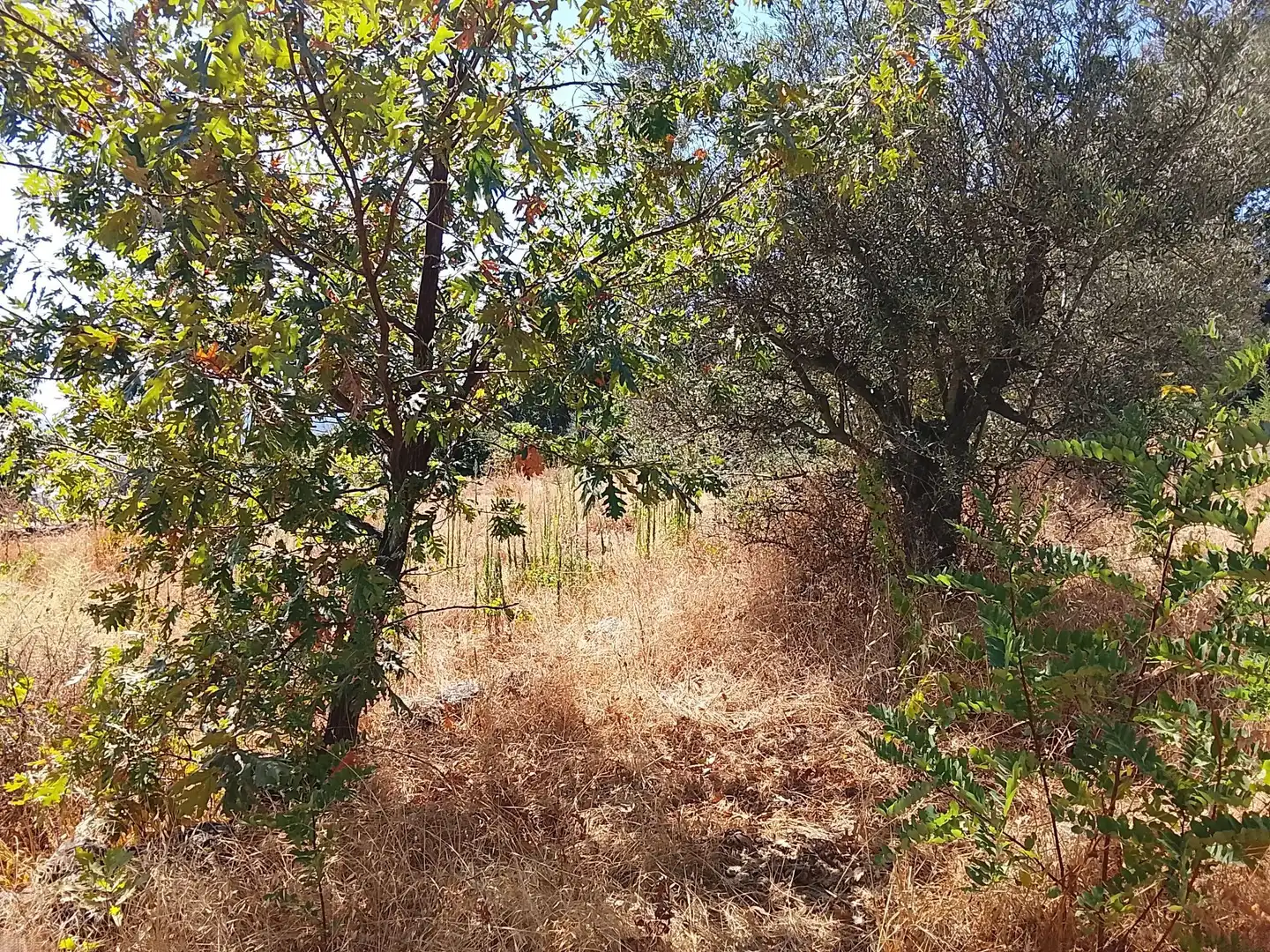Terreni e lotti in vendita a Talaveruela de la Vera, imagen 14