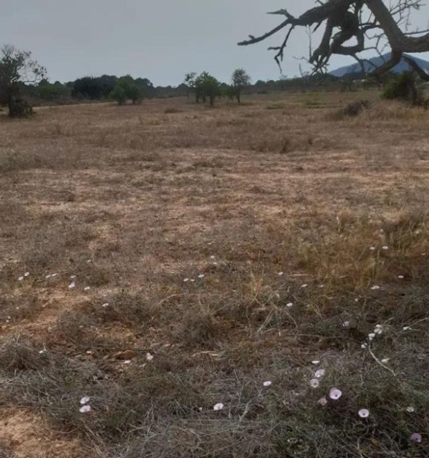 Land for sale in Sant Josep de sa Talaia