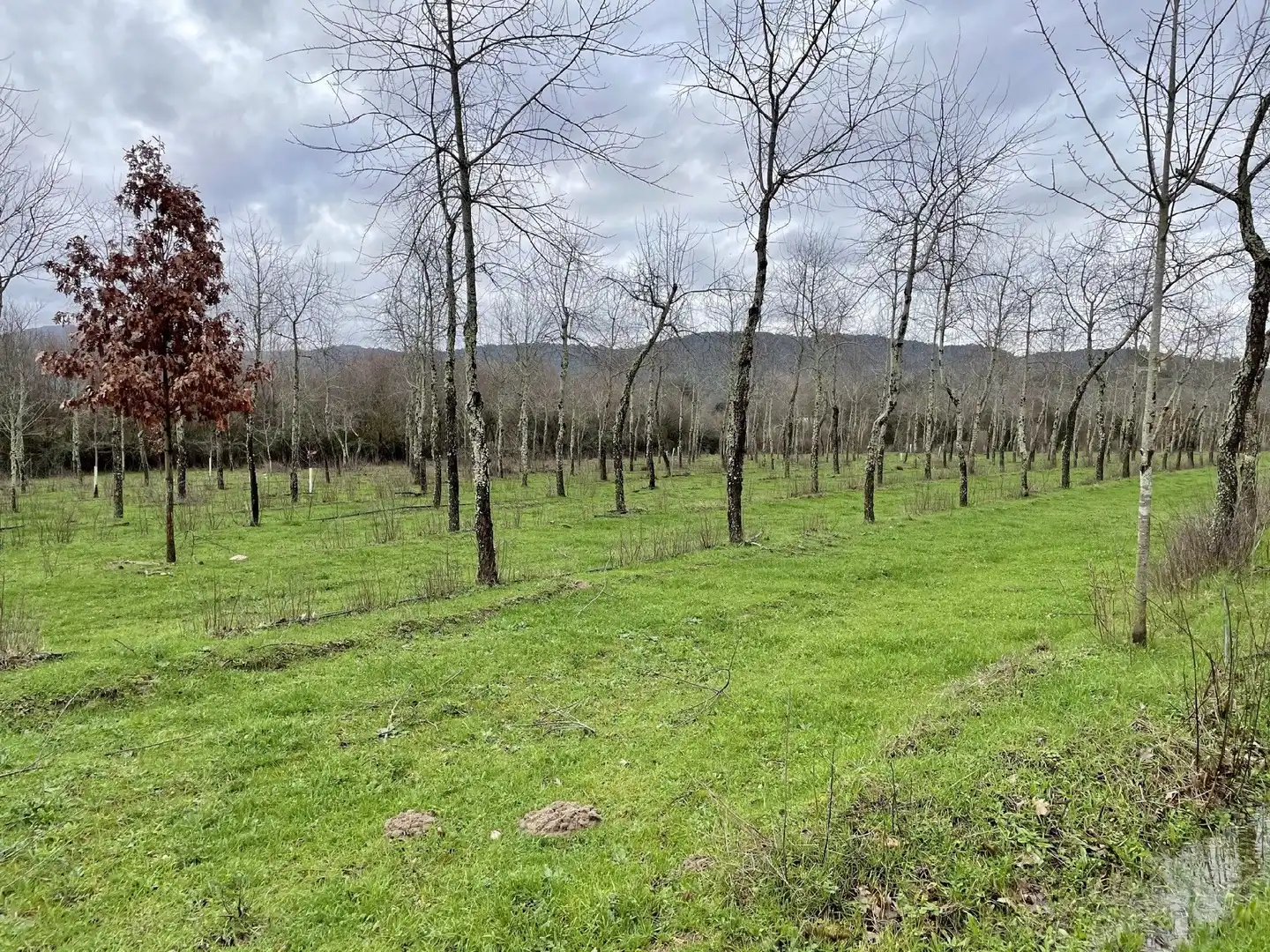 Terreni e lotti in vendita a Oliva de Plasencia, imagen 4