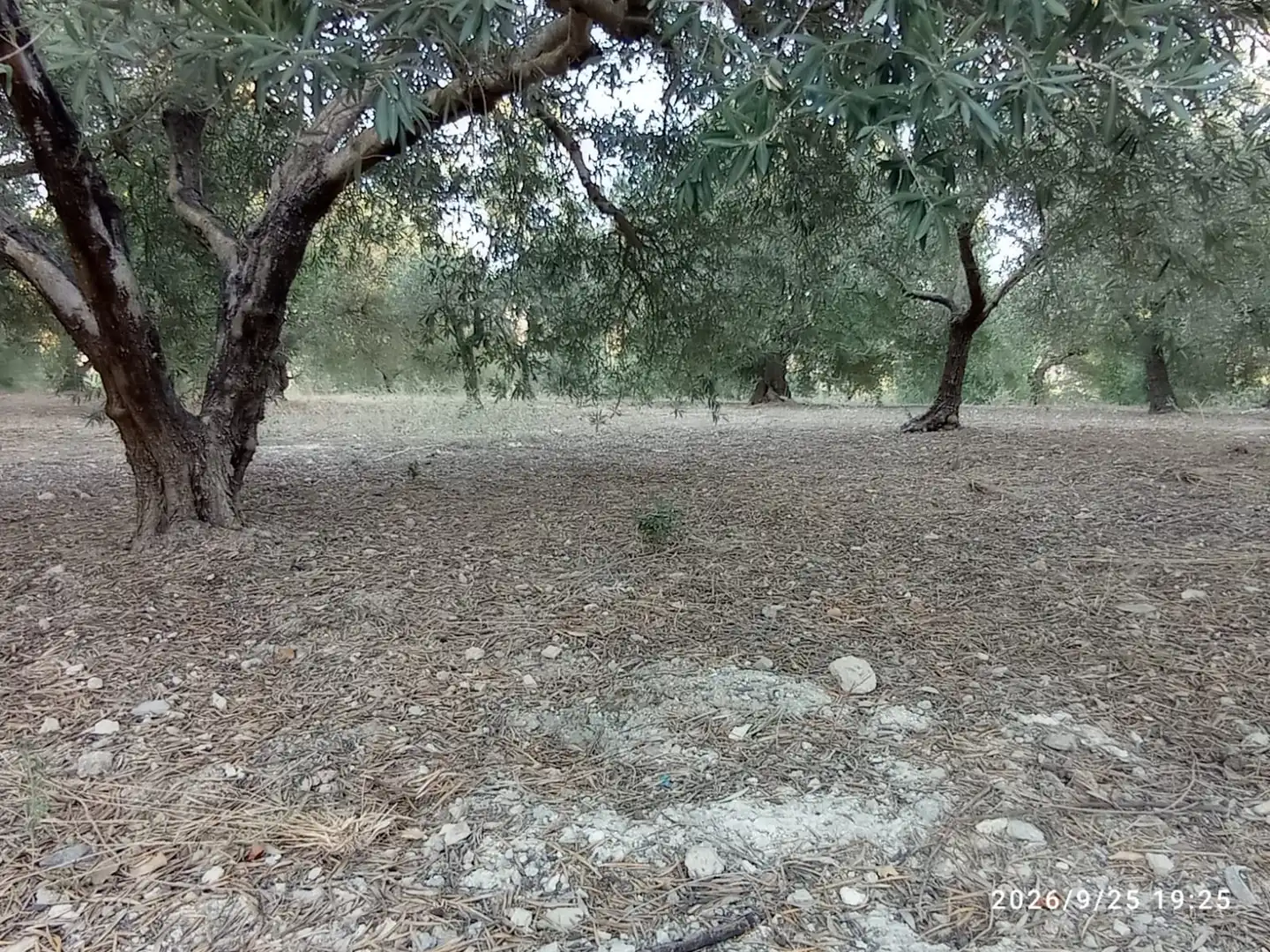 Terreno rústico en venta en El Rocío - La Milagrosa, imagen 14