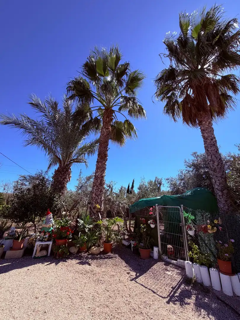 Jardí de Casa o xalet en venda en Crevillent