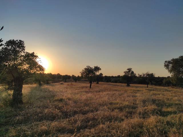 Terreno en Venta en Diseminado Guijillo, 10 en Niebla
