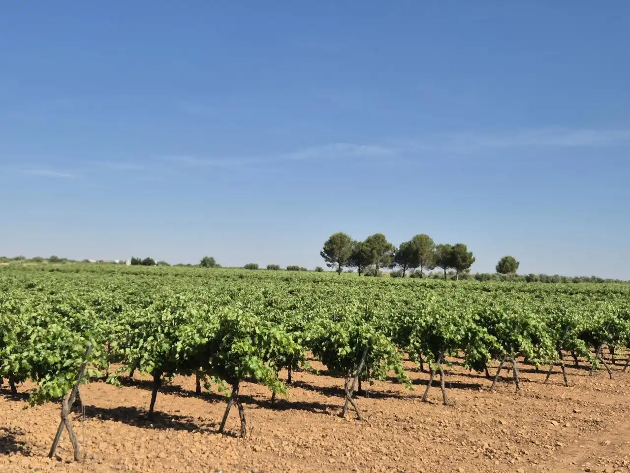 Terreno rustico in vendita a Las Colinas, imagen 5