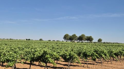 Agua, producción y cupo 21 fanegas listas para seguir dando kilos desde el primer día, immagine 5