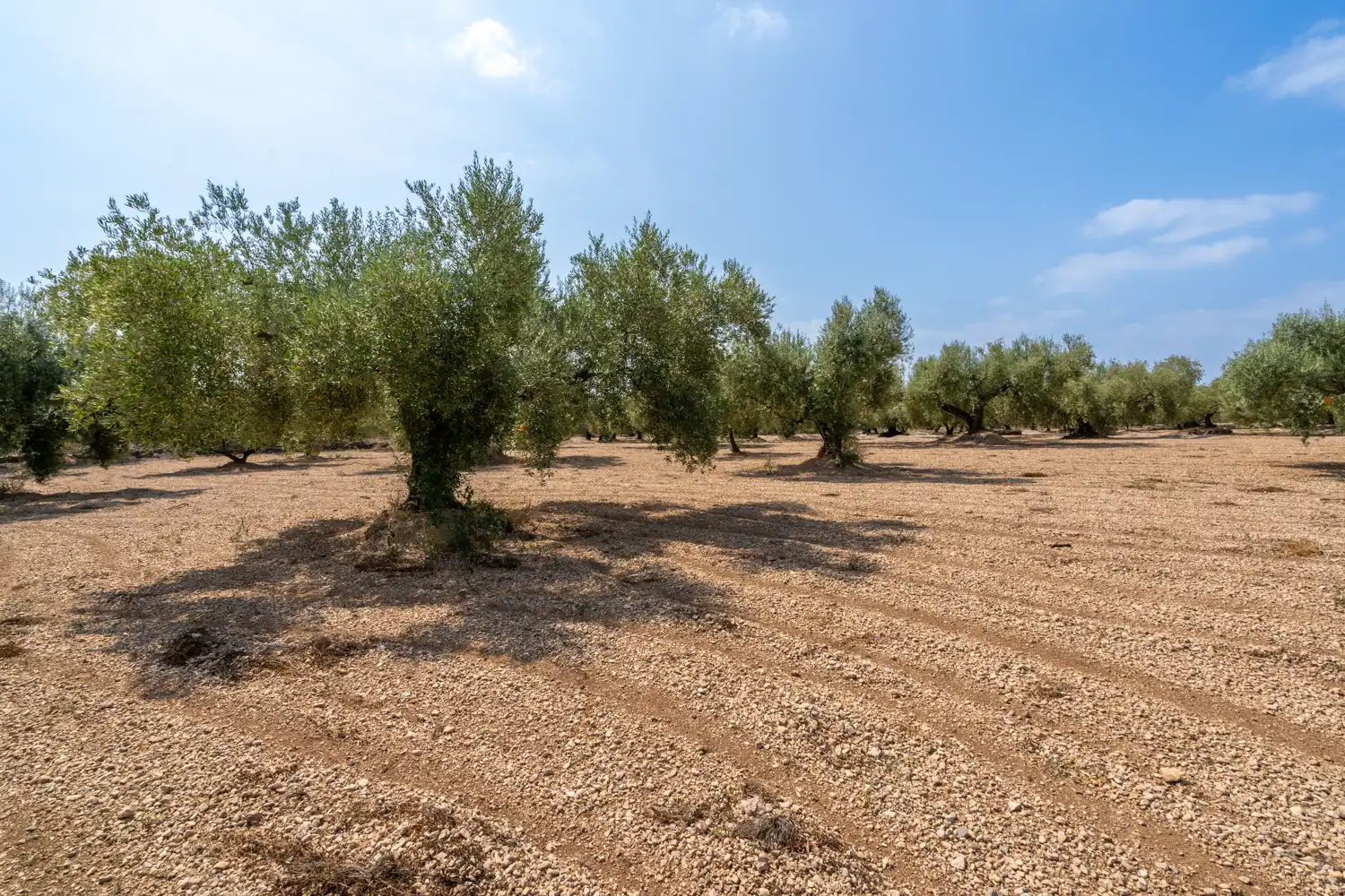 Rustikales Grundstück zum Verkauf in Ulldecona, imagen 6