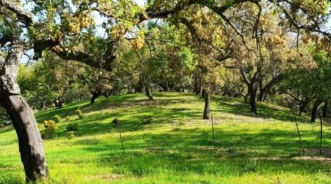 Photo 4 of Land for sale in N/a, -1, Higuera de la Sierra, Huelva