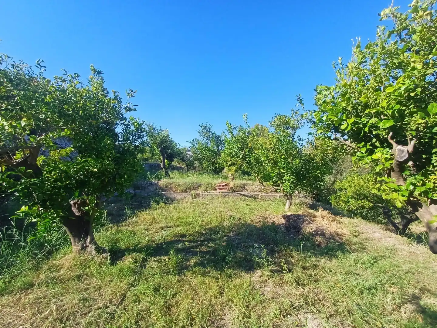 Rural land for sale in Callosa d'en Sarrià, imagen 5