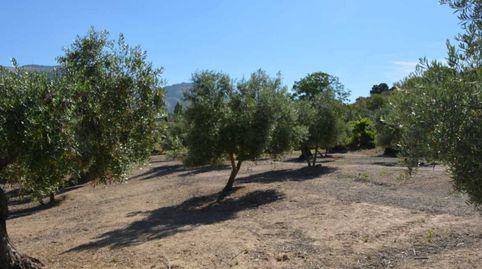 Fincas de Olivos , immagine 4