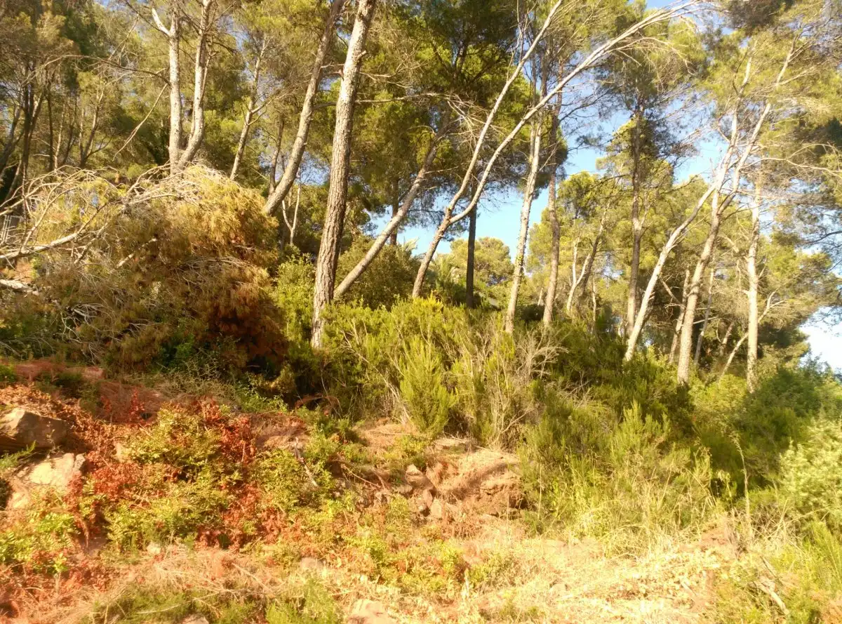 Terreni e lotti in vendita a Corbera de Llobregat, imagen 15