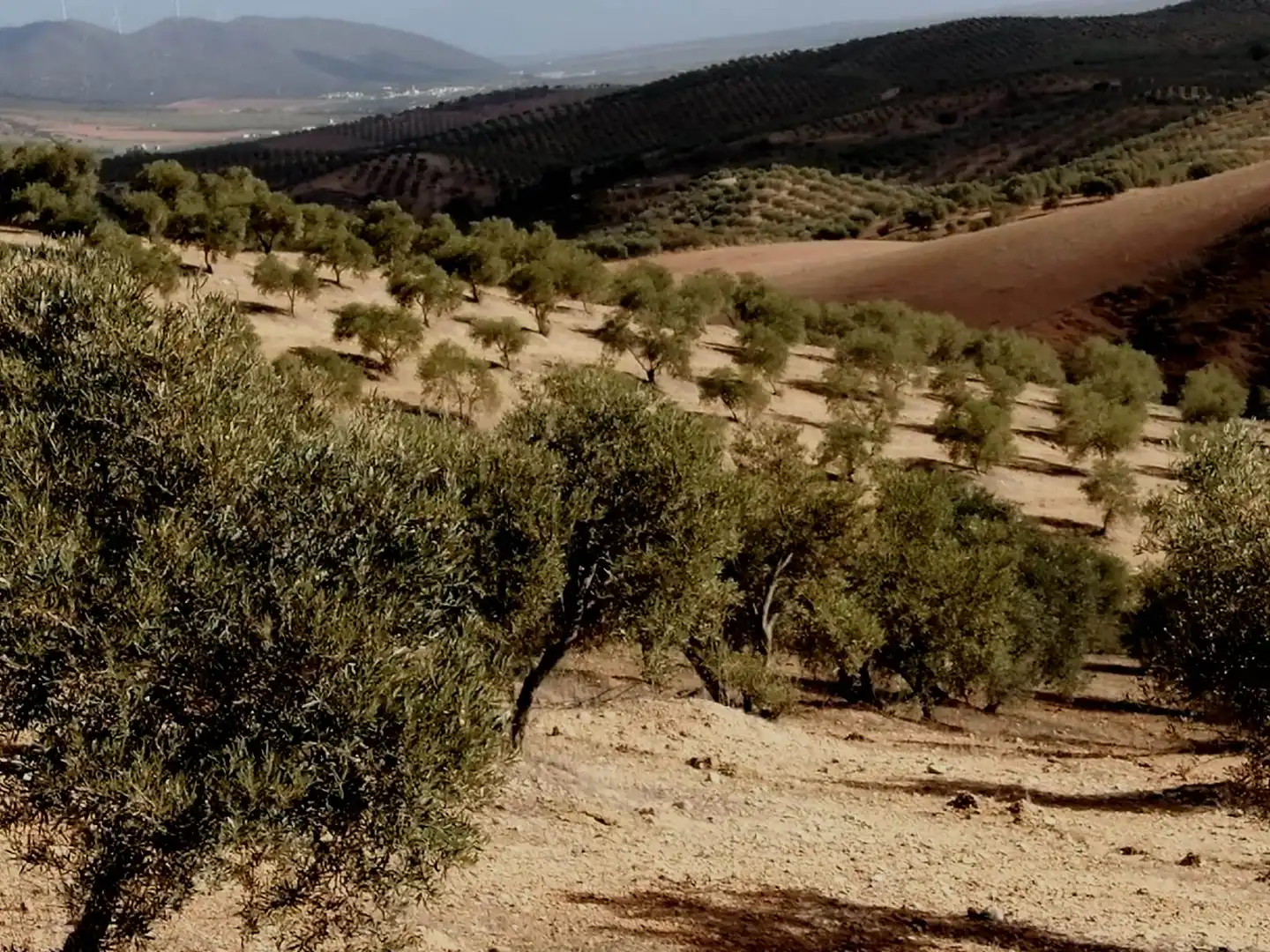 Terrains et parcelles à vendre à Campillos, imagen 4
