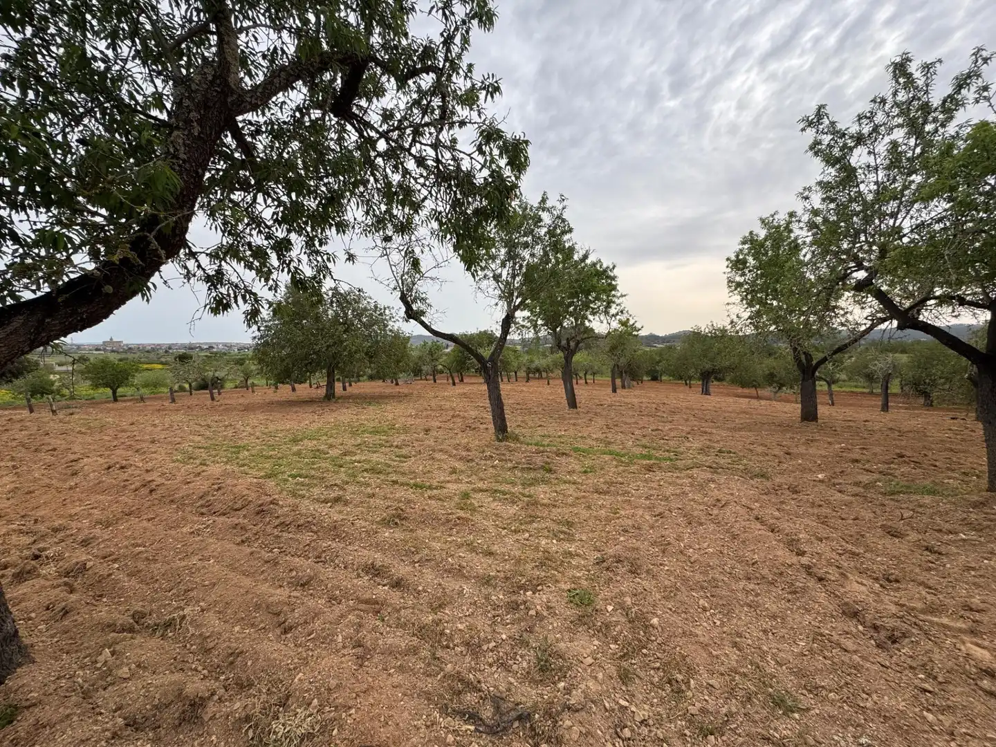 Rustikales Grundstück zum Verkauf in Camino Camí Vell de Porreres 2, imagen 12