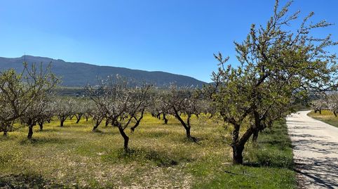 VENTA DE FINCA RUSTICA DE 6,5 HECTAREAS DE ALMENDROS Y ALGUNOS OLIVOS EN DILAR, immagine 2