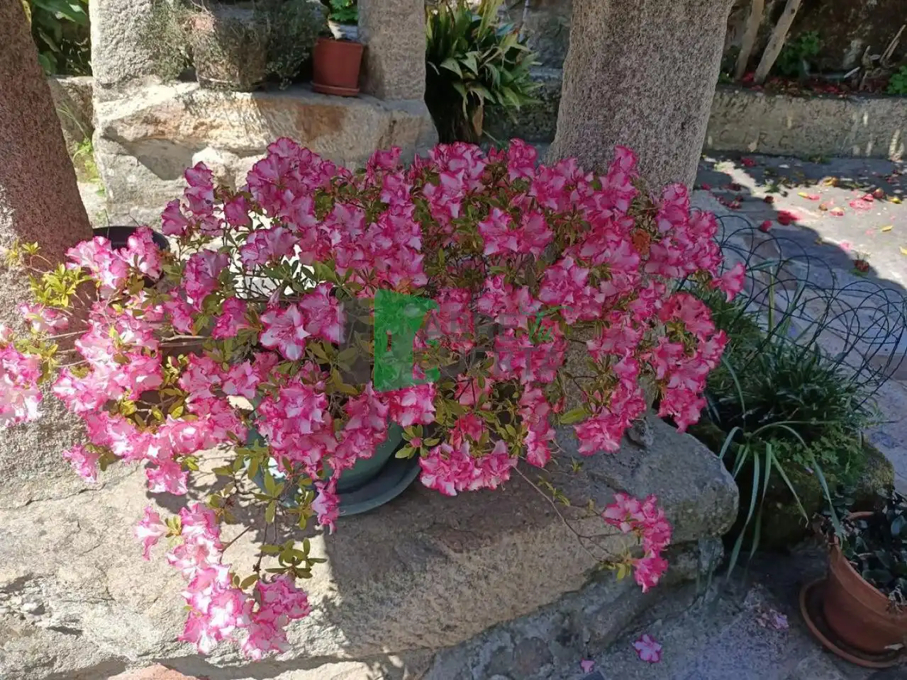 Jardí de Casa o xalet en venda en Paderne de Allariz amb Calefacció, Jardí privat i Terrassa