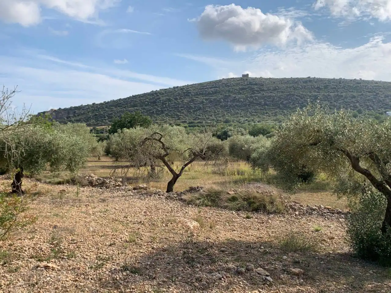 Rural land for sale in Calle POLIGONO 43, PARCELAS 350, 353,559, imagen 8