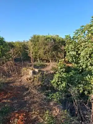 Terrain rustique à vendre à Terrenos MARXUQUERA  ALTA, imagen 27