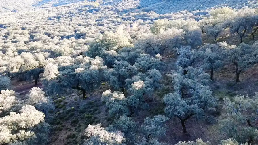 Terrenos y solares en venta en Dehesa 8, imagen 7
