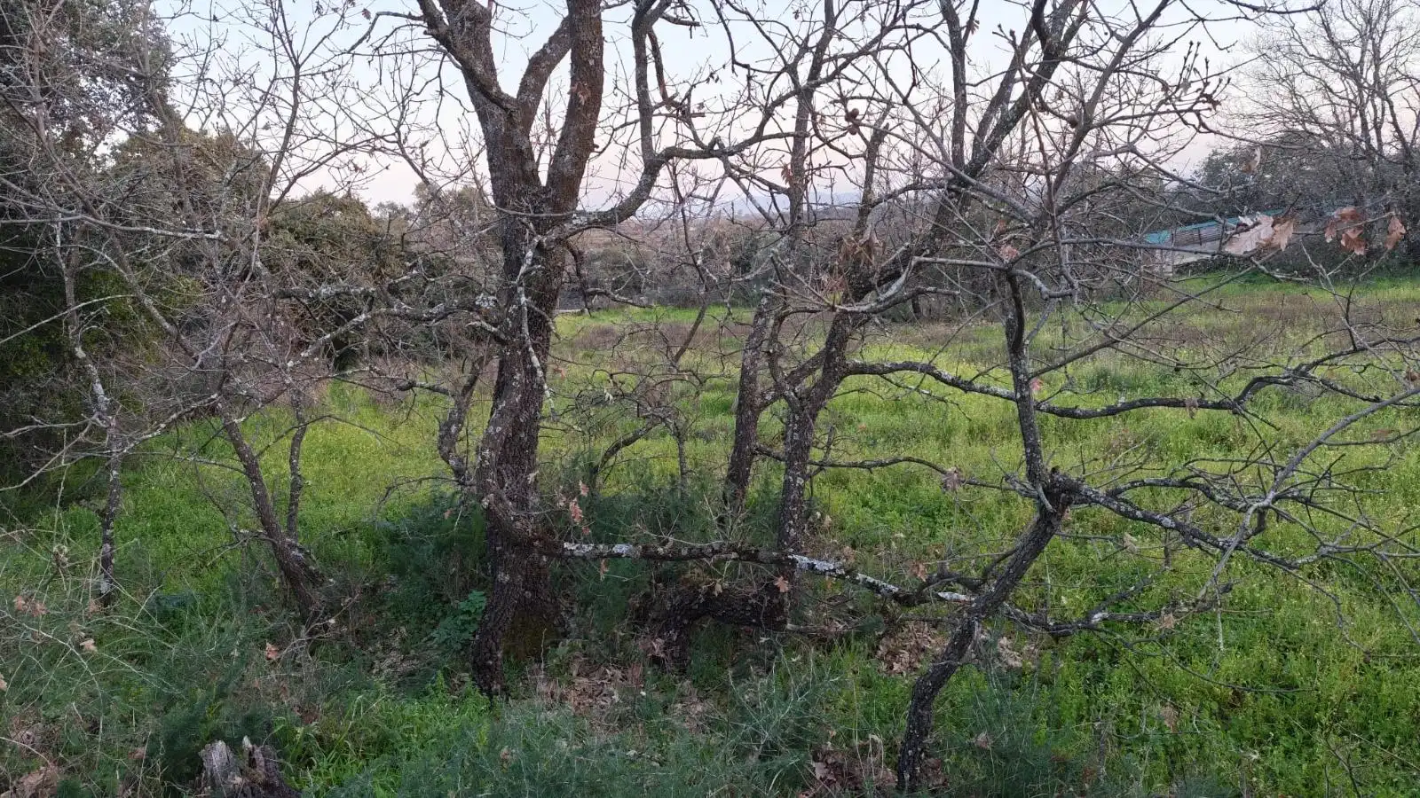 Terreno en venta en Aceituna