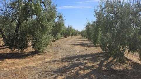 Finca en Pilas