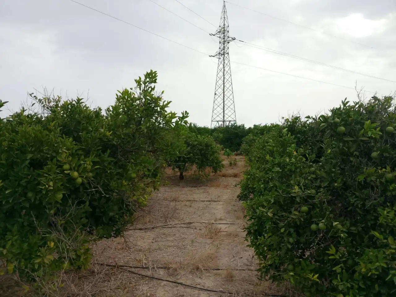 Terreny rústic en venda a Carretera Nazaret a Oliva 670, imagen 9