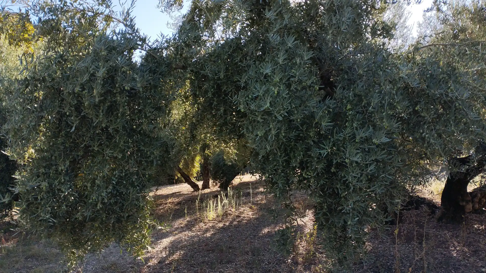 Garden of Land for sale in Cabra