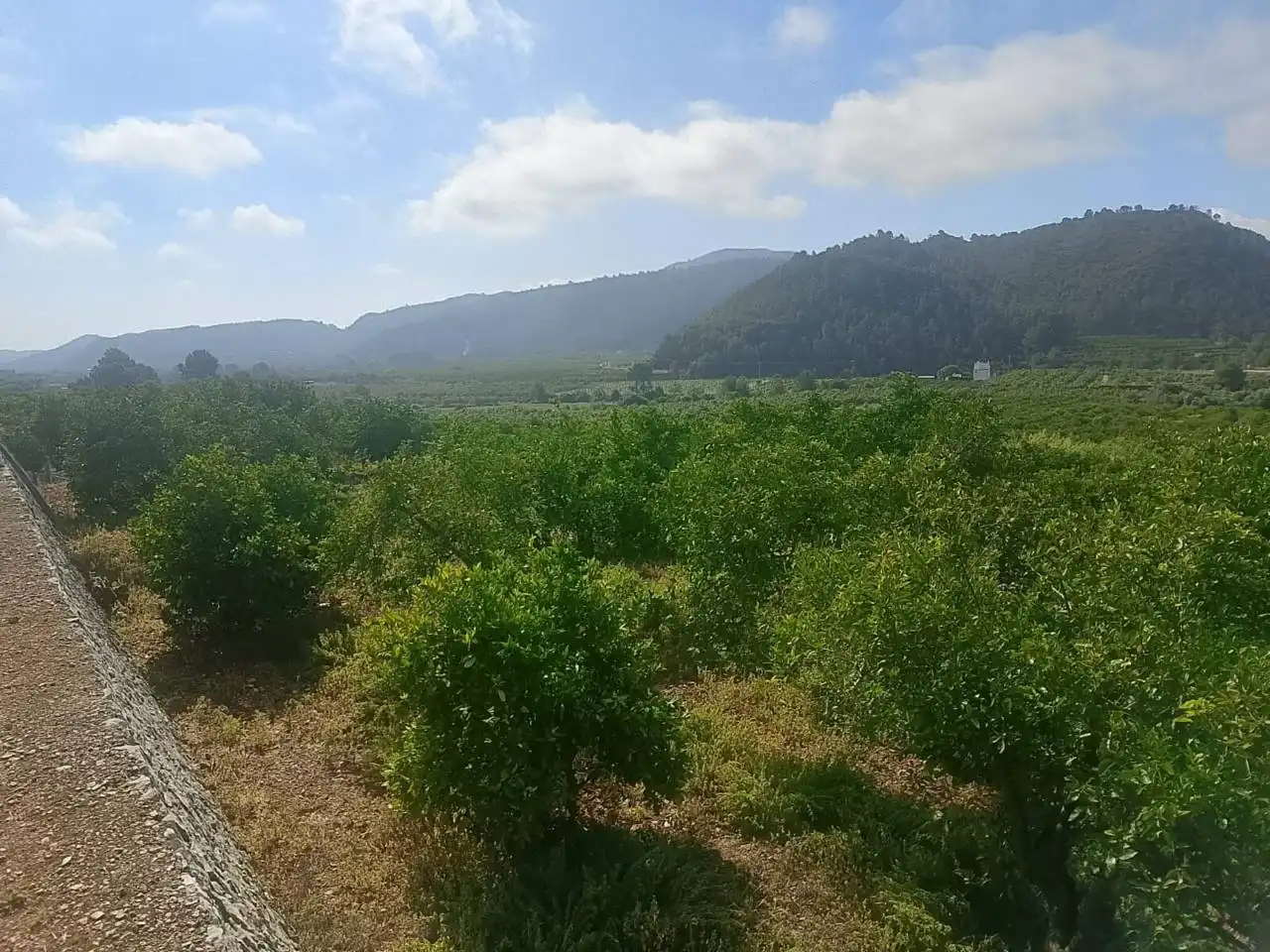Land for sale in L'Atzúbia