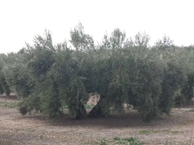 Terreni e lotti in vendita a carretera madrid cadiz 298