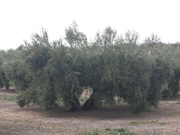 Terreno rustico in vendita a carretera madrid cadiz 298