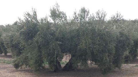 Se vende finca de olivos en Bailén