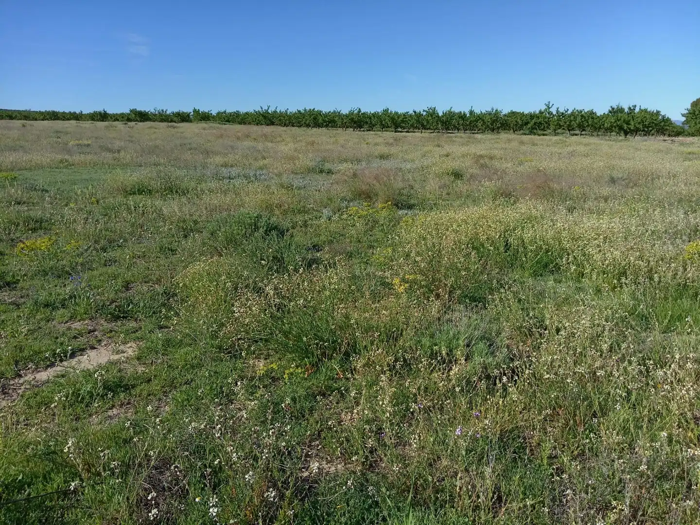 Lands and plots for sale in Ricote, imagen 5